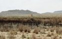 Salt cedar's forest after a fire, Candelaria, Texas 2012, 60x74 cm